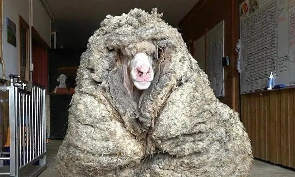 Κούρεψαν πρόβατο μετά από πέντε χρόνια - Δεν μπορούσε να περπατήσει!